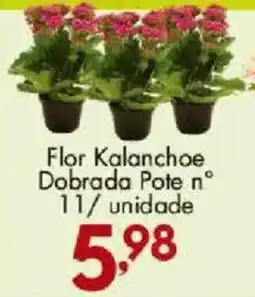 Confiança Supermercados Flor Kalanchoe Dobrada Pote n° oferta