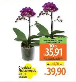 Mini - orquídea phalaenopsis