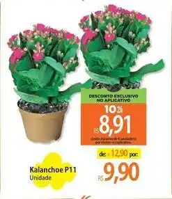 Atacadão De - kalanchoe p11 oferta