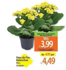 Atacadão Flor - vaso de kalanchoe oferta