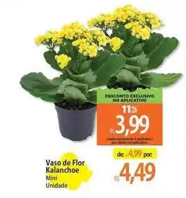Flor - vaso de kalanchoe