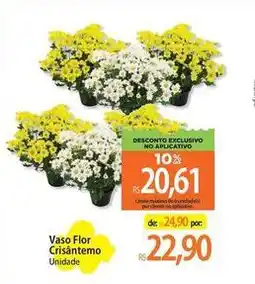 Atacadão Flor - vaso oferta