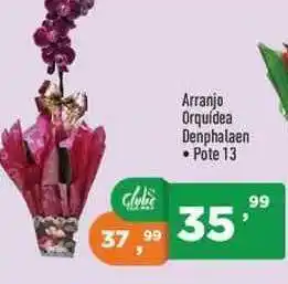 Arranjo Orquídea Denphalean Pote 13