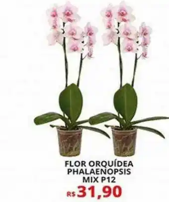 Supermercado Porecatu Flor Orquídea Phalaenopsis Mix P12 oferta