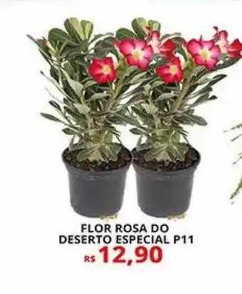 Supermercado Porecatu Flor Rosa Do Desterto Especial P11 oferta
