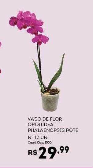 Bistek Supermercados Vaso De Flor Orquídea Phalaenopsis Pote N°12 Un oferta