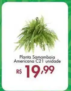 Planta Samambaia Americana C21 Unidade