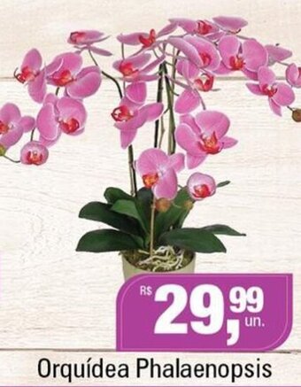 Orquidea Phalaenopsis