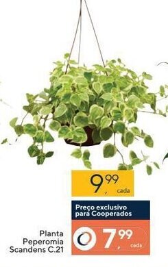 Planta peperomia Scandens C 21