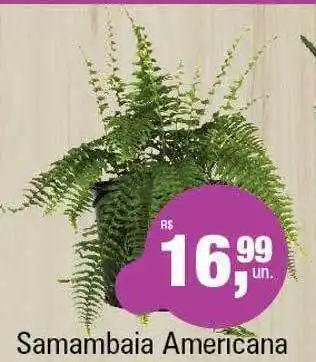 Samambaia Americana