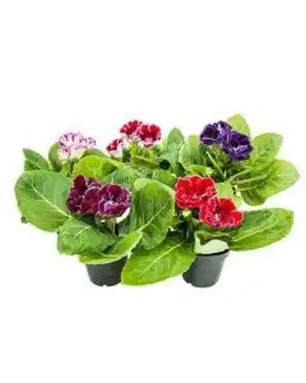 Flor gloxinia pote14 com 1un