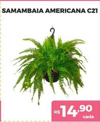 Supermercados Avenida Samambaia Americana C21 oferta