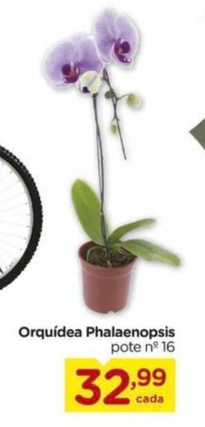 Orquidea Phalaenopsis
