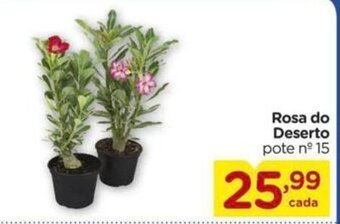 Carrefour Rosa do Deserto oferta