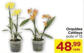 Carrefour Orquidea Cattleya oferta