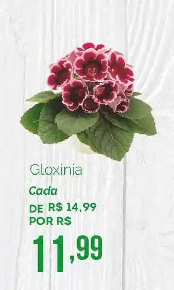Gloxínia