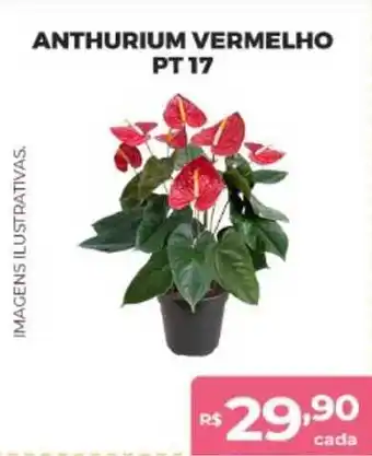 Anthurium Vermelho Pt17