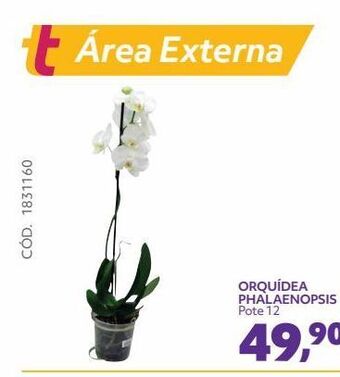 Orquídea phalaenopsis pote 12