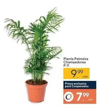 Planta Palmeira Chamaedorea P.11