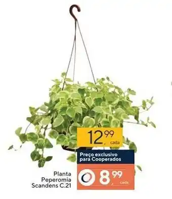 Planta peperomia Scandens C 21