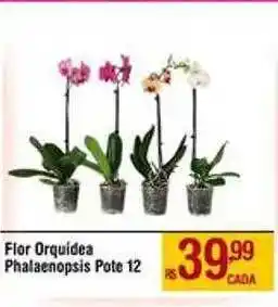 Flor Orquídea Phalaenopsis Pote 12