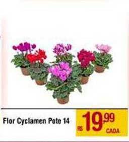 Max Atacadista Flor Cyclamen Pote 14 oferta