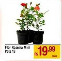 Max Atacadista Flor Roseira Mini Pote 13 oferta