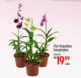 Muffato Flor Orquídea Denphalen Pote 13 oferta