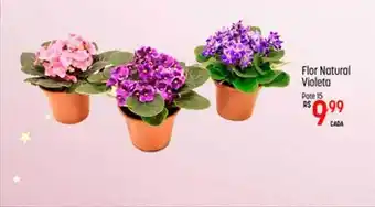 Muffato Flor Natural Violeta Pote 15 oferta