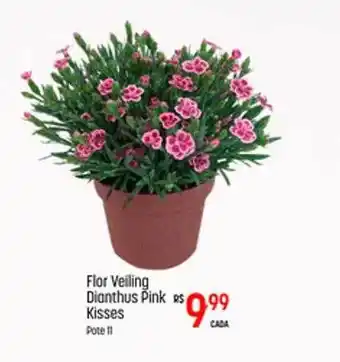 Muffato Flor Veiling Dianthus Pink Kisses oferta
