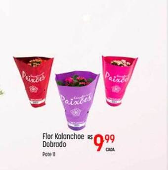 Muffato Flor Kalanchoe Dobrado Pote 11 oferta