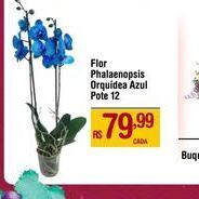 Max Atacadista Flor Phalaenopsis oferta