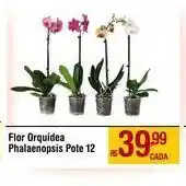 Flor Orquídea