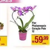 Max Atacadista Flor Phalaenopsis oferta
