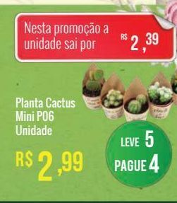 Mart Minas Planta cactus mini p06 unidade oferta