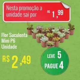 Mart Minas Flor kalanchoe p11 unidade oferta