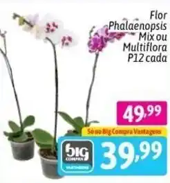 Supermercados Big Compra Flor Phalaenopsis Mix ou Multiflora P12 cada oferta
