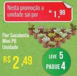 Mart Minas Flor Suculenta Mini P6 oferta