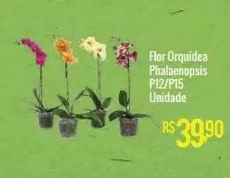 Mart Minas Flor Orquídea Phalaenopsis P12-15 oferta