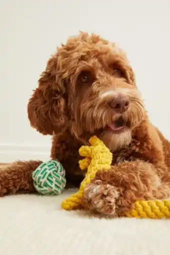 H&M 2-pack dog toys offer