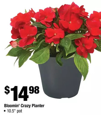 Home Depot Bloomin' Crazy Planter offer