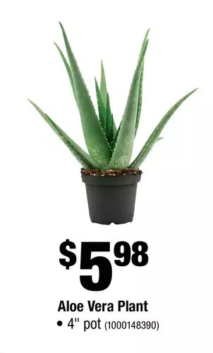 Home Depot Aloe Vera Plant offer