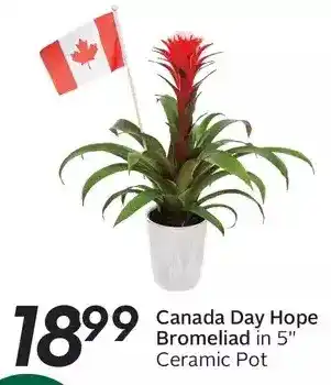 Sobeys Canada Day Hope Bromeliad offer