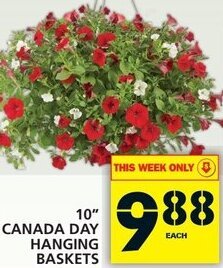 Food Basics 10" Canada Day Hanging Baskets offer