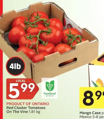 Foodland Red Cluster Tomatoes on the Vine offer