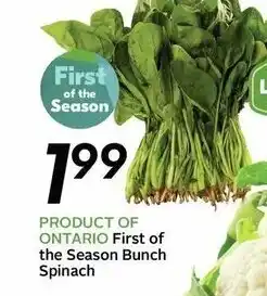 Sobeys First Of The Season Bunch Spinach offer