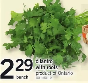 Fortinos Cilantro with Roots offer