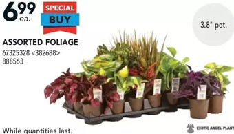 RONA Assorted Foliage offer