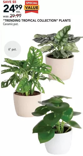 RONA "Trending Tropical Collection" Plants offer