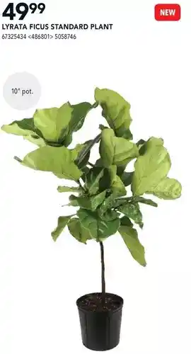 RONA Lyrata Ficus Standard Plant offer